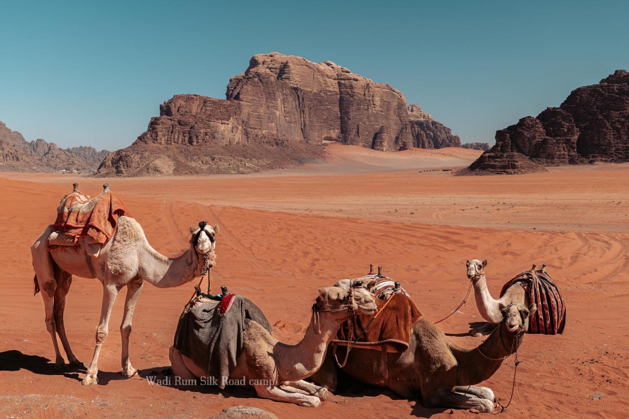Wadi Rum Silk Road Camp Eksteriør billede