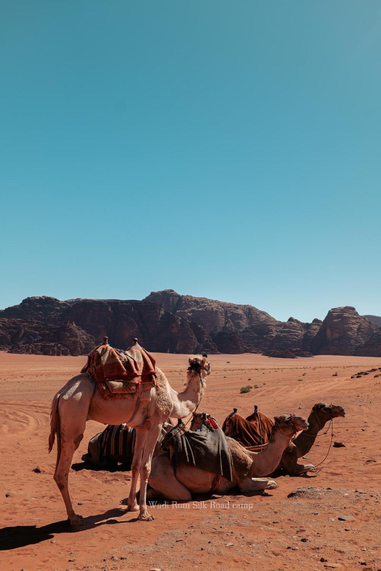 Wadi Rum Silk Road Camp Eksteriør billede